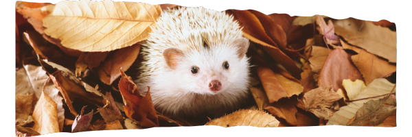 Een egeltje tussen de herfstbladeren