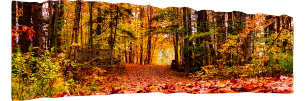 bos in de herfst